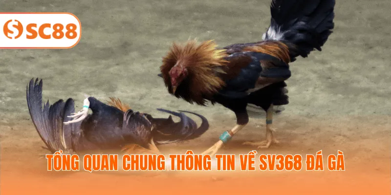 Tổng quan chung thông tin về SV368 đá gà